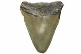 Bargain, Megalodon Tooth - North Carolina #152896-1